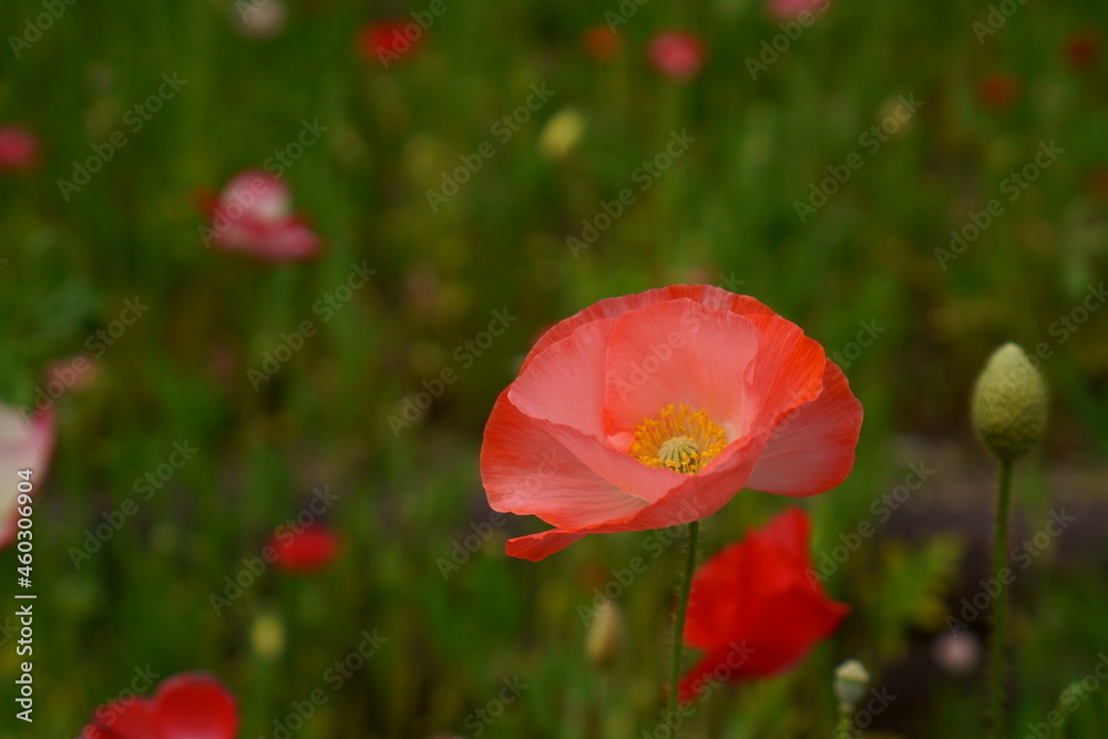 Fototapeta premium 赤いポピーの花