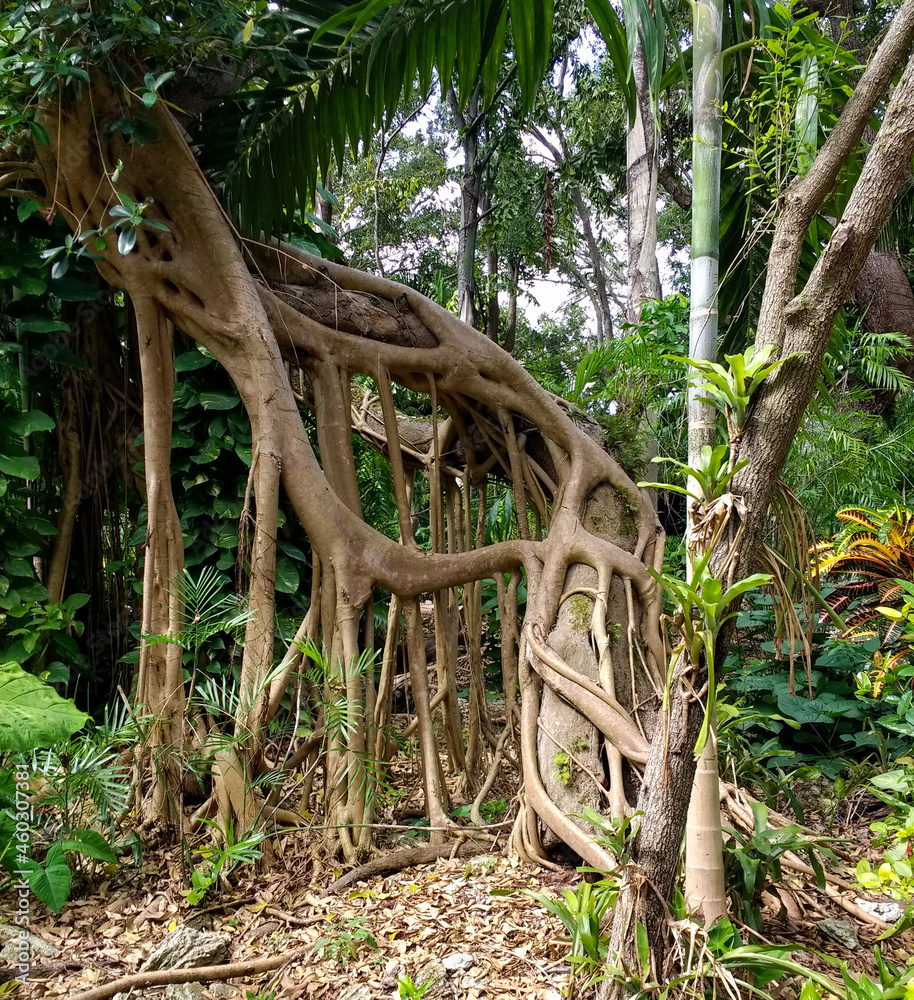 aerial roots tree. strange roots of young ficus in tropical park aerial roots tree. strange roots of young ficus in tropical park
