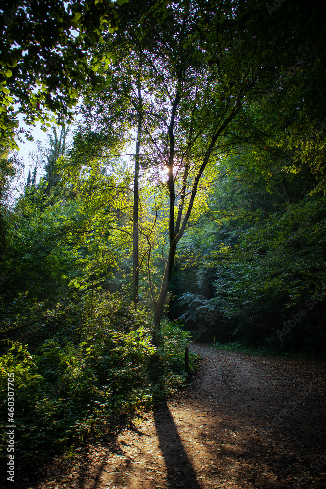 Naklejka premium Forest path