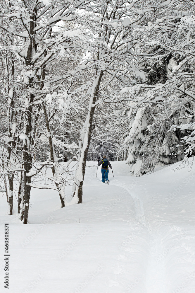 Single female skier making fresh tracks in snow covered forest