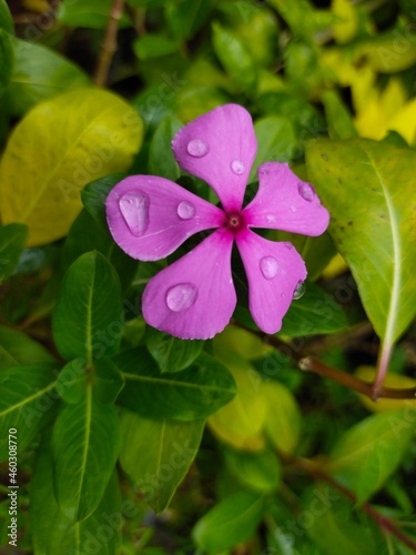 purple flowers in the garden