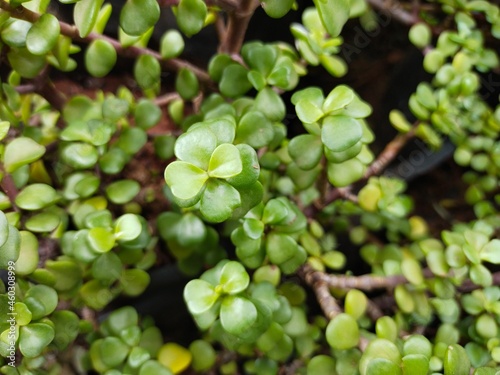 green leaves background