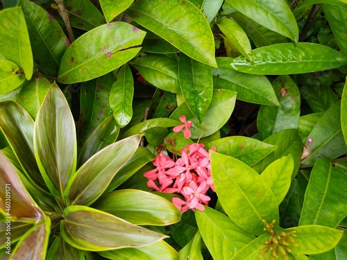 pink and green leaves