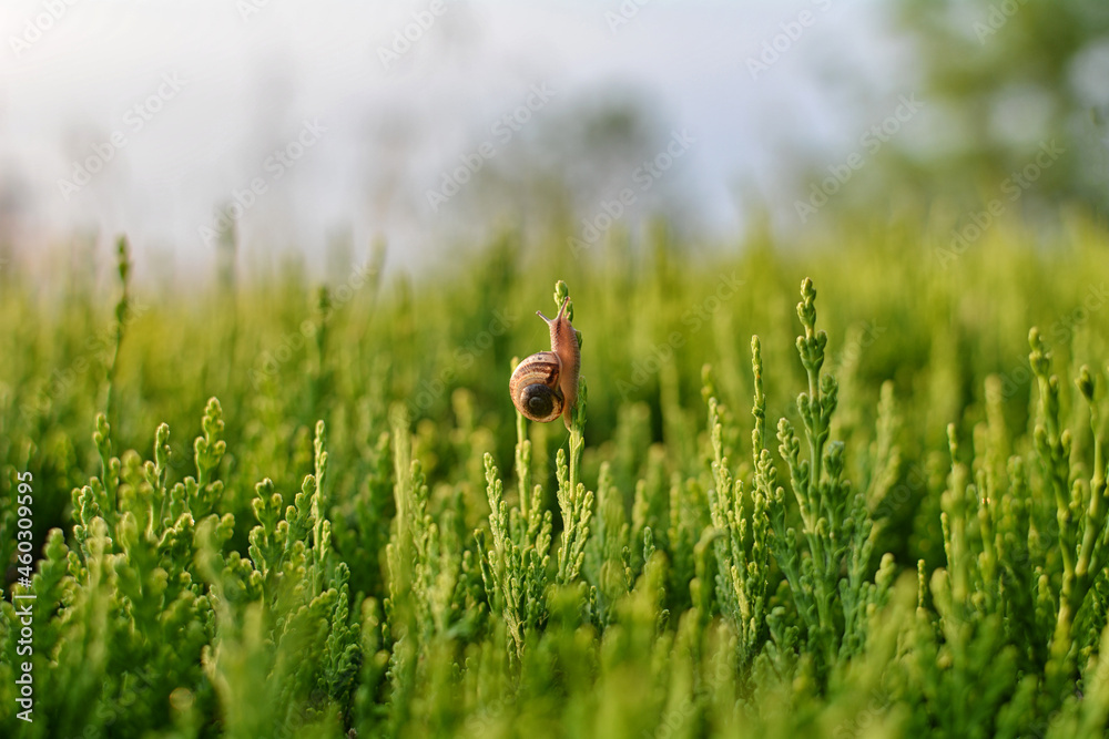 Snail Snail