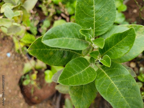 Ashvgandha plant