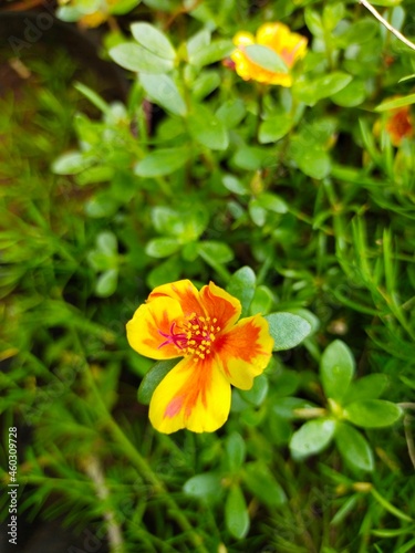 flower in the garden