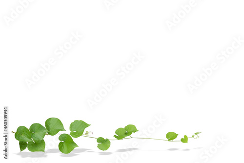 Heart shaped green yellow leaves vine, devil's ivy, isolated on white background.