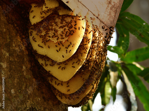 Beehive with bees hanging on a tree, closeup