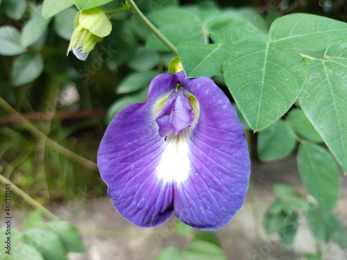 flower on a green background