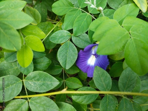 blue flowers
