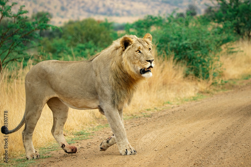 African male lion in walking savannah, Kruger Africa.