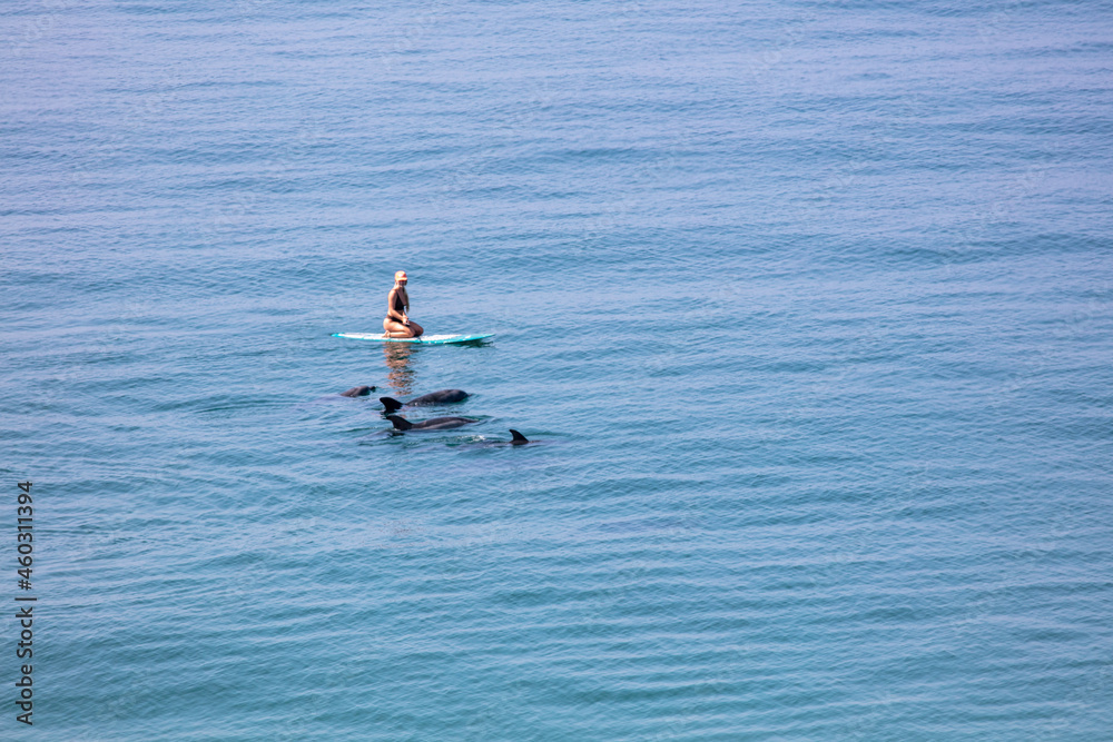 A Woman Paddle Boarding and Having an Encounter with Bottle Nosed Dolphins