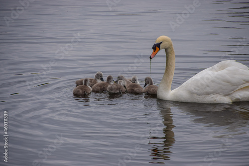 A mute swan and one-week-old cygnets in St James's Park, London, UK.