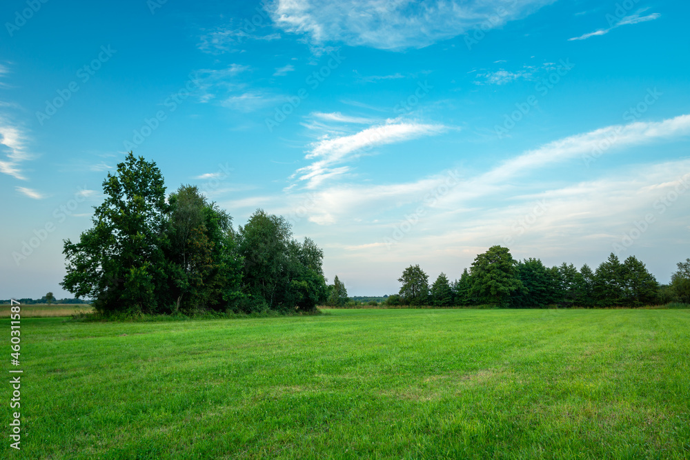 Trees on green meadow and blue sky