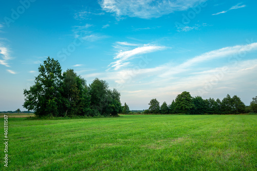 Trees on green meadow and blue sky © darekb22