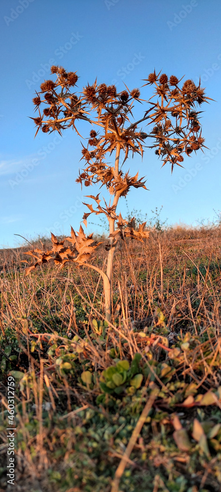 Obraz premium Cardo fotografiado al atardecer