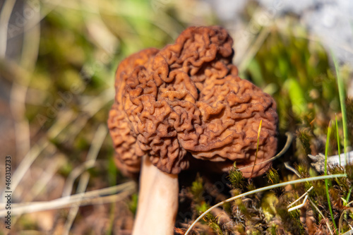 A detailed portrait of a brown dried false morel, on a bright sunny day, found in the woods, placed on muddy grass with twigs around. 