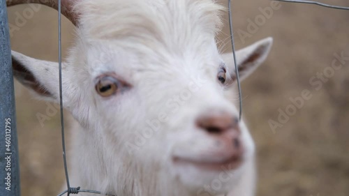 White cute goats face trough fence. Petting zoo. photo