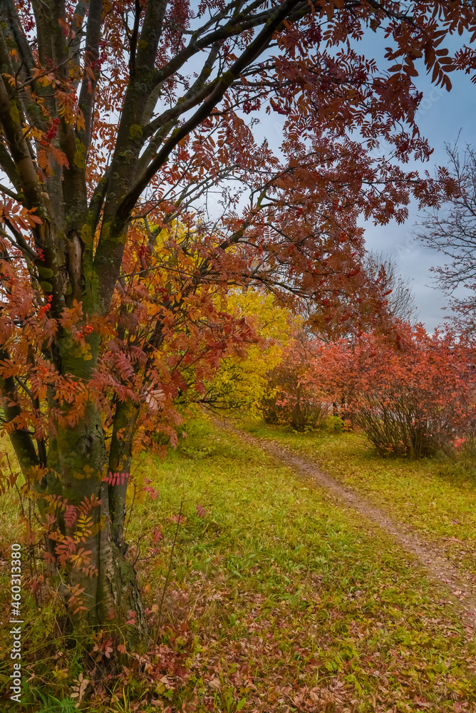 landscape with mountain ash path and yellow and orange leaves on trees 