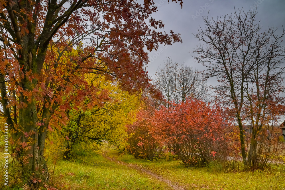 landscape with mountain ash path and yellow and orange leaves on trees 