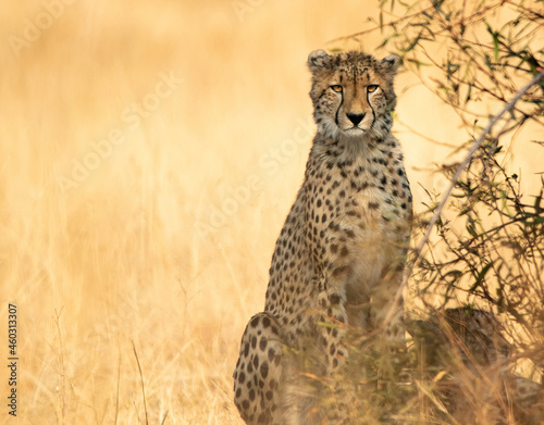 cheetah in the savannah, Africa