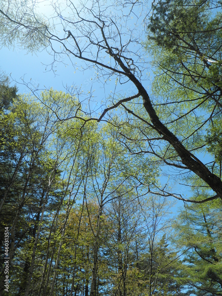 Obraz premium 新緑の木々