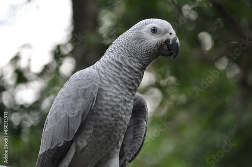 Sideview of an African Grey Parrot