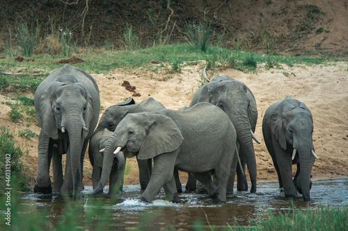 Photography elephants in the wild, drinking water in Kruger, Africa