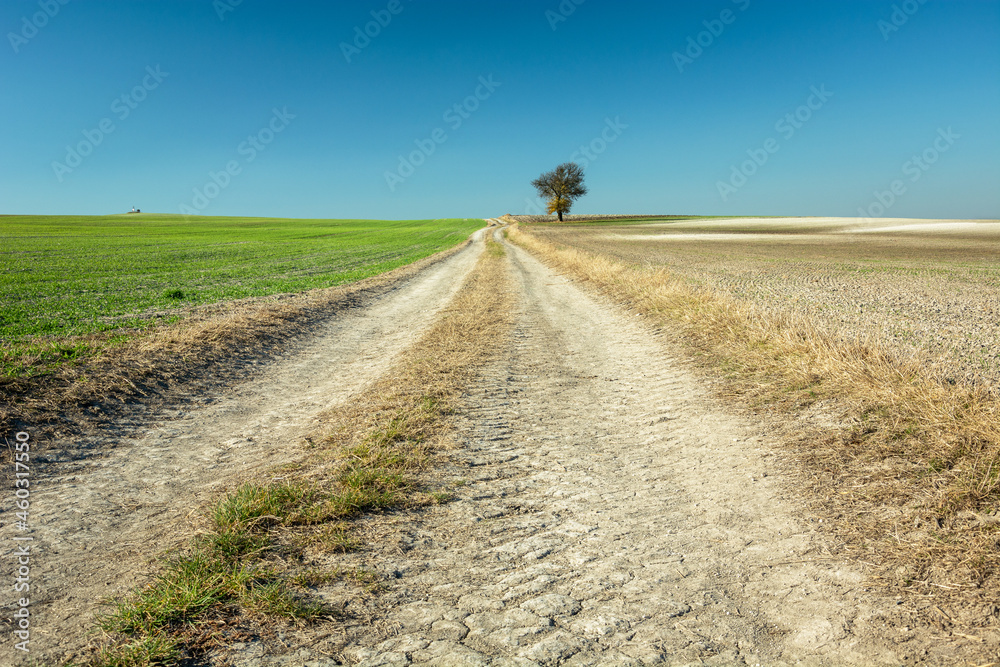 A long way through farmland and a lonely tree