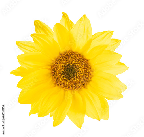  yellow sunflower isolated on white