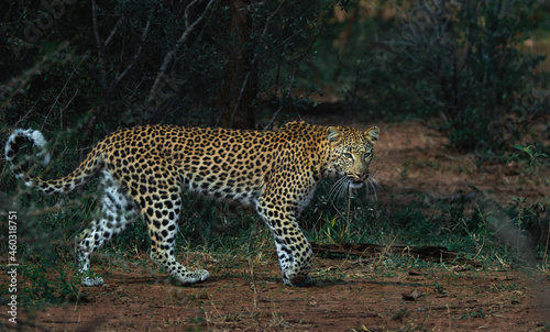 African leopard walking stride.