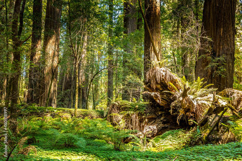The circle of life. Young trees growing on huge old dead trees in the Redwood National Park, California