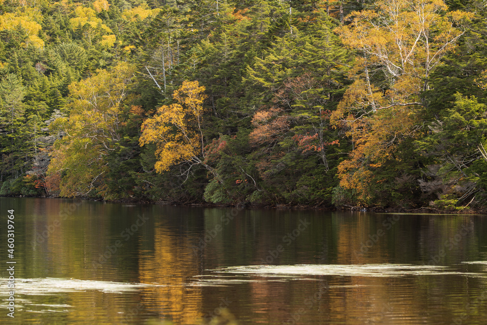 Fototapeta premium 紅葉が始まった長野県白駒池の風景 9月末