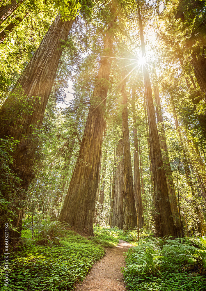 The sun shining through the giant Redwood trees in the National Park ...