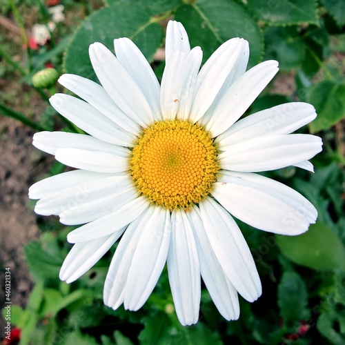 White daisy in a garden