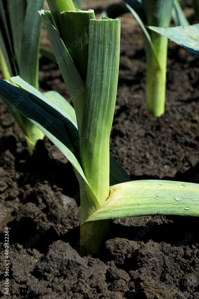 Fresh green leek growing in field on sunny day Fresh green leek growing in field on sunny day