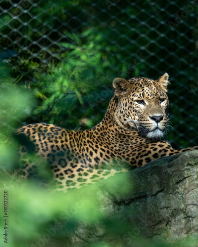 leopard in the tree