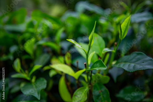 Green tea leaves in a tea plantation in morning.
