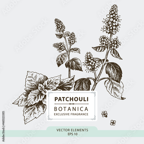 Obraz na plátně Patchouly, hand drawn illustration, vector elements