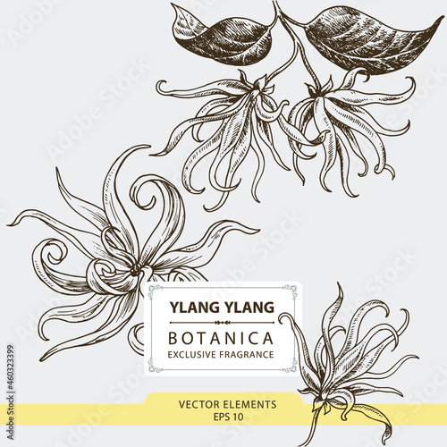 Ylang Ylang Flowers, hand drawn illustration, vector elements	