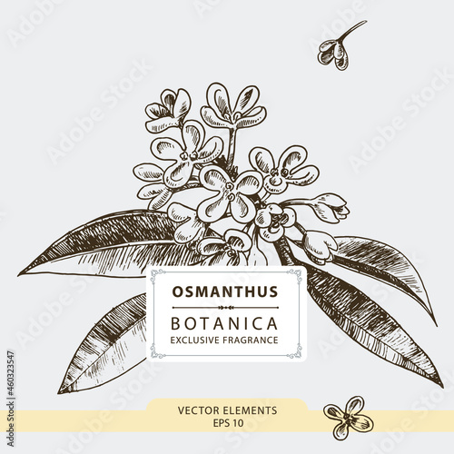 Osmanthus flowers, hand drawn illustration, vector elements	 photo