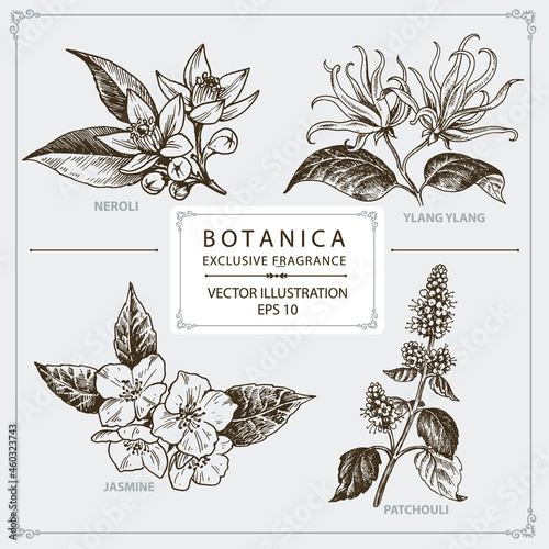 Bild auf Leinwand Floral Fragrance, Neroli, Ylang Ylang, Jasmine, Patchouli, hand drawn illustrati