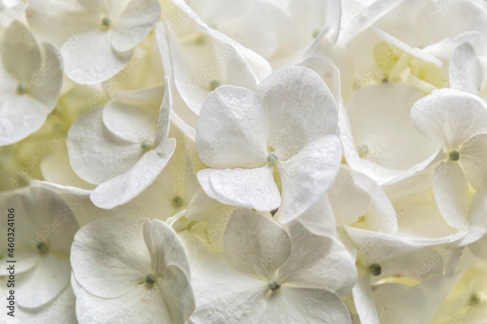 White Hydrangeas White Hydrangeas