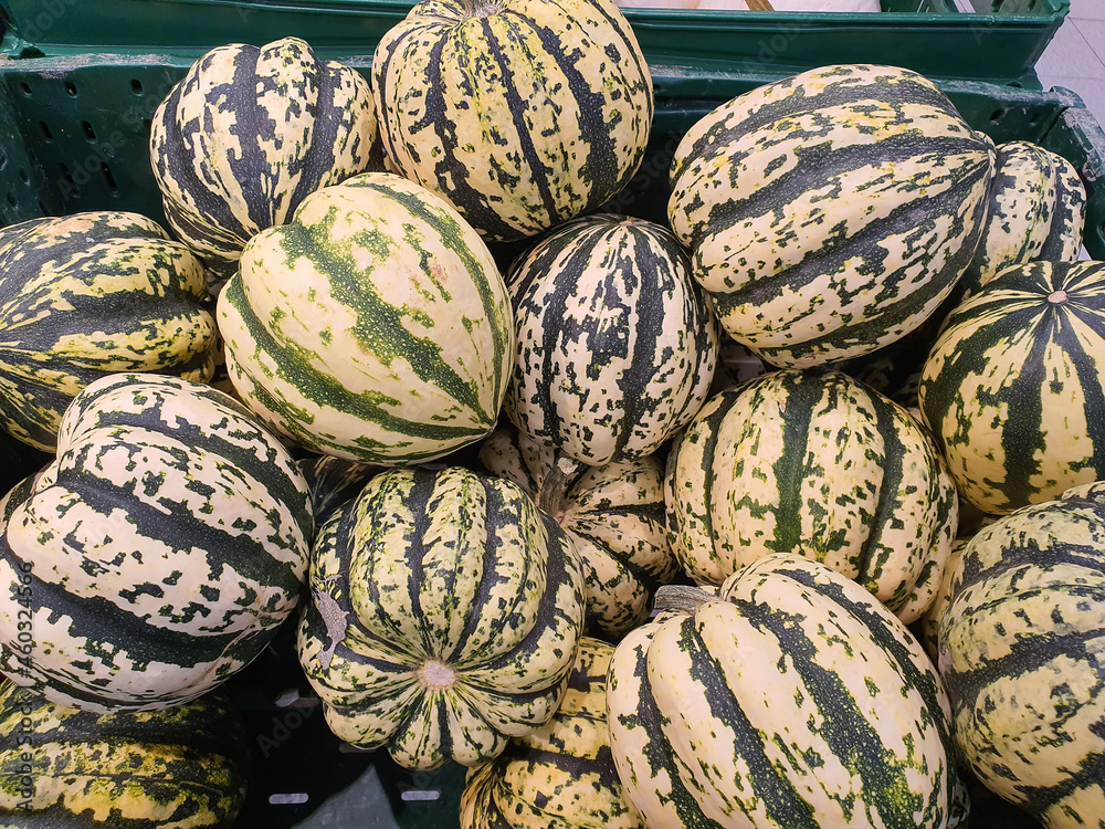 Striped white and green cushaw squash in a store container. Decorative pumpkins background. Close up, selective focus. Halloween and Thanksgiving concept