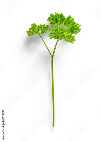 Isolated branch of green parsley on white background 