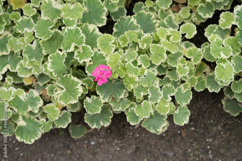 geranium flower and leaves geranium flower and leaves
