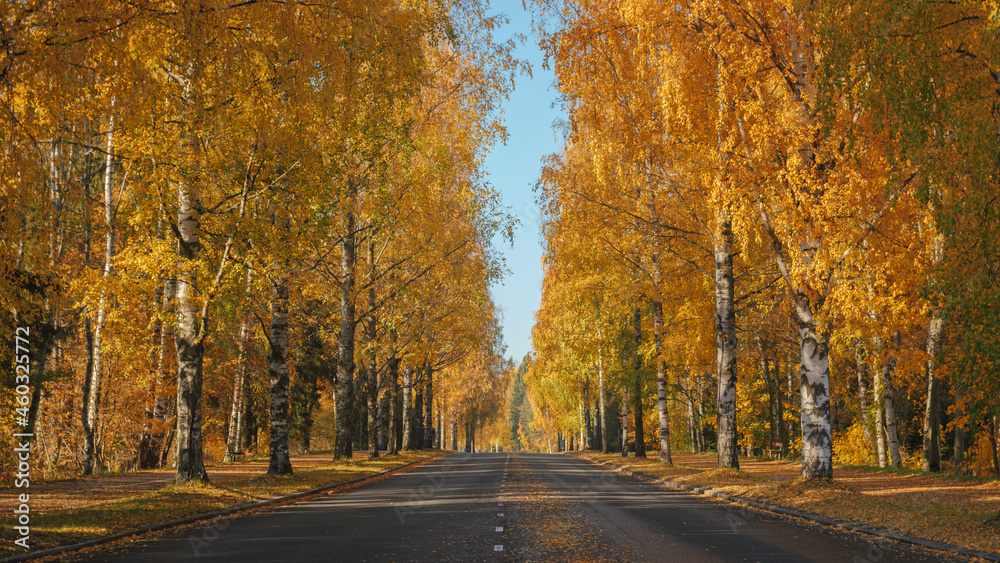 Naklejka premium Autumn leaves