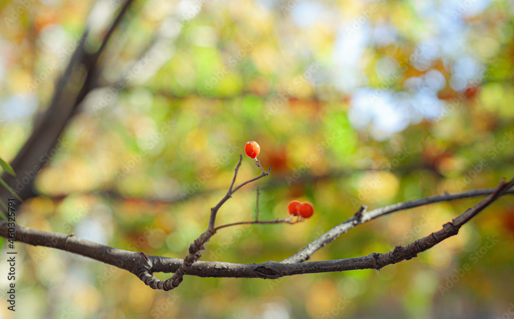 Mountain rowan red ash branch berries on blurred green background. Autumn harvest still life scene. Soft focus backdrop photography. Copy space. Mountain rowan red ash branch berries on blurred green background. Autumn harvest still life scene. Soft focus backdrop photography. Copy space.
