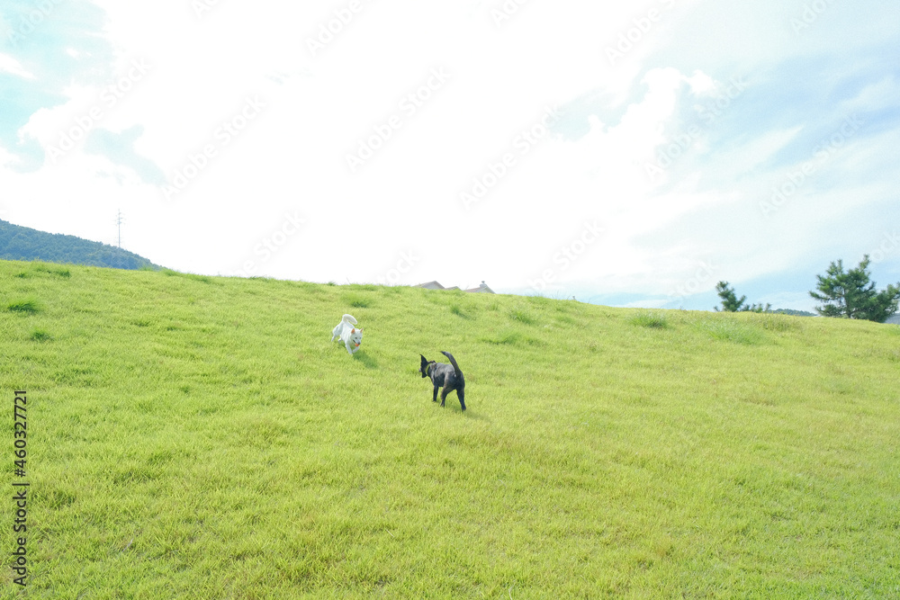 Fototapeta premium parent and child on meadow