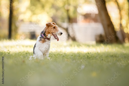 Active dog on a walk. Fox Terrier dog at the park. Dog portrait. Walking with dog. Lifestyle pet photo